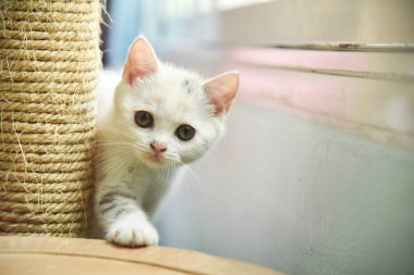 İskoç Fold kedi kamera için seyir.