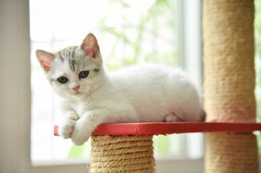 İskoç Fold kedi kamera için seyir.