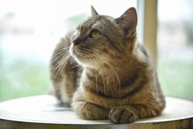 Bir şey mi arıyorsunuz gri İskoç Fold kedi.