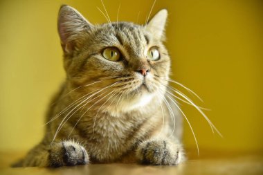 İskoç Fold kedi bir şey sarı arka plan üzerinde seyir. 