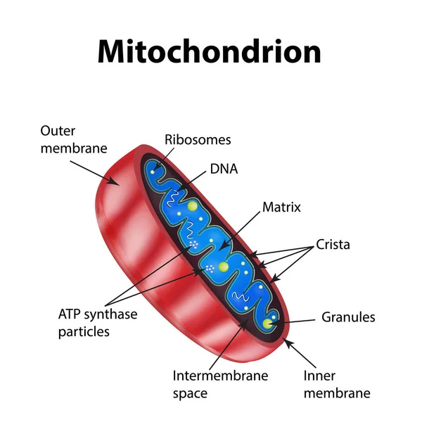 Estructura de mitocondrias. Ilustración vectorial sobre fondo aislado — Vector de stock