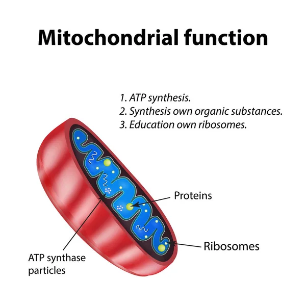 Mitochondrien-Struktur. Mitochondrienfunktion. Vektor-Illustration auf isoliertem Hintergrund — Stockvektor