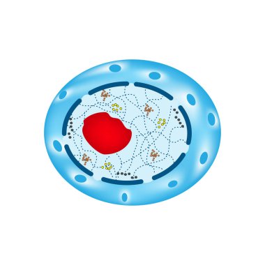 The structure of the human cell nucleus. Infographics. Vector illustration on isolated background clipart
