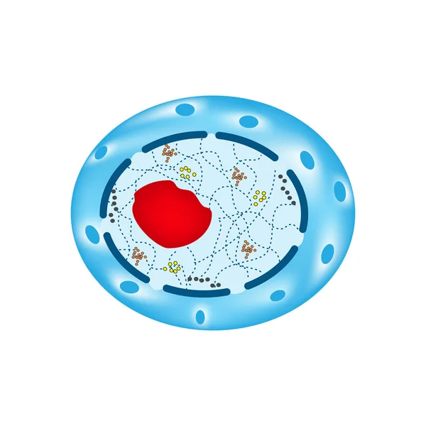 ヒトの細胞核の構造。インフォ グラフィック。孤立した背景のベクトル図 — ストックベクタ