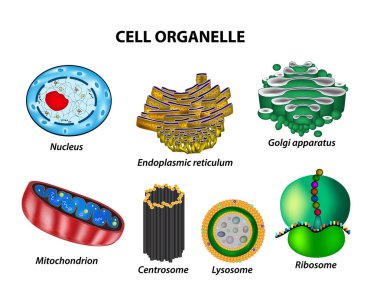 Set the cell organelles. Nucleus, endoplasmic reticulum, Golgi apparatus, mitochondria, centrosome, lysosome, the ribosome. Infographics. Vector illustration on isolated background