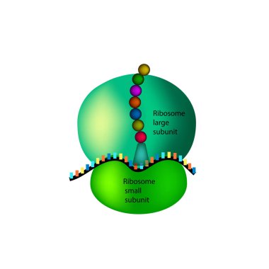 The structure of the ribosome. Infographics. Vector illustration on isolated background clipart