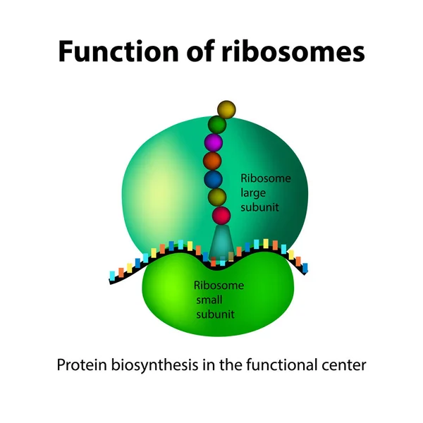 La structure du ribosome. Fonctions. Infographie. Illustration vectorielle sur fond isolé — Image vectorielle
