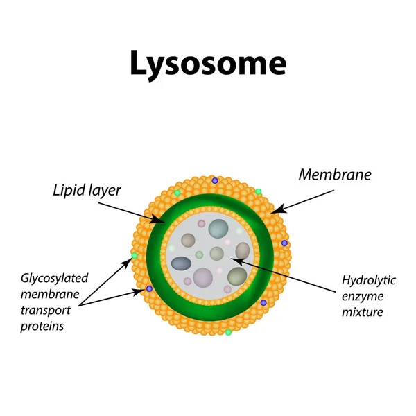 The structure of lysosomes. Infographics. Vector illustration on isolated background — Stock Vector