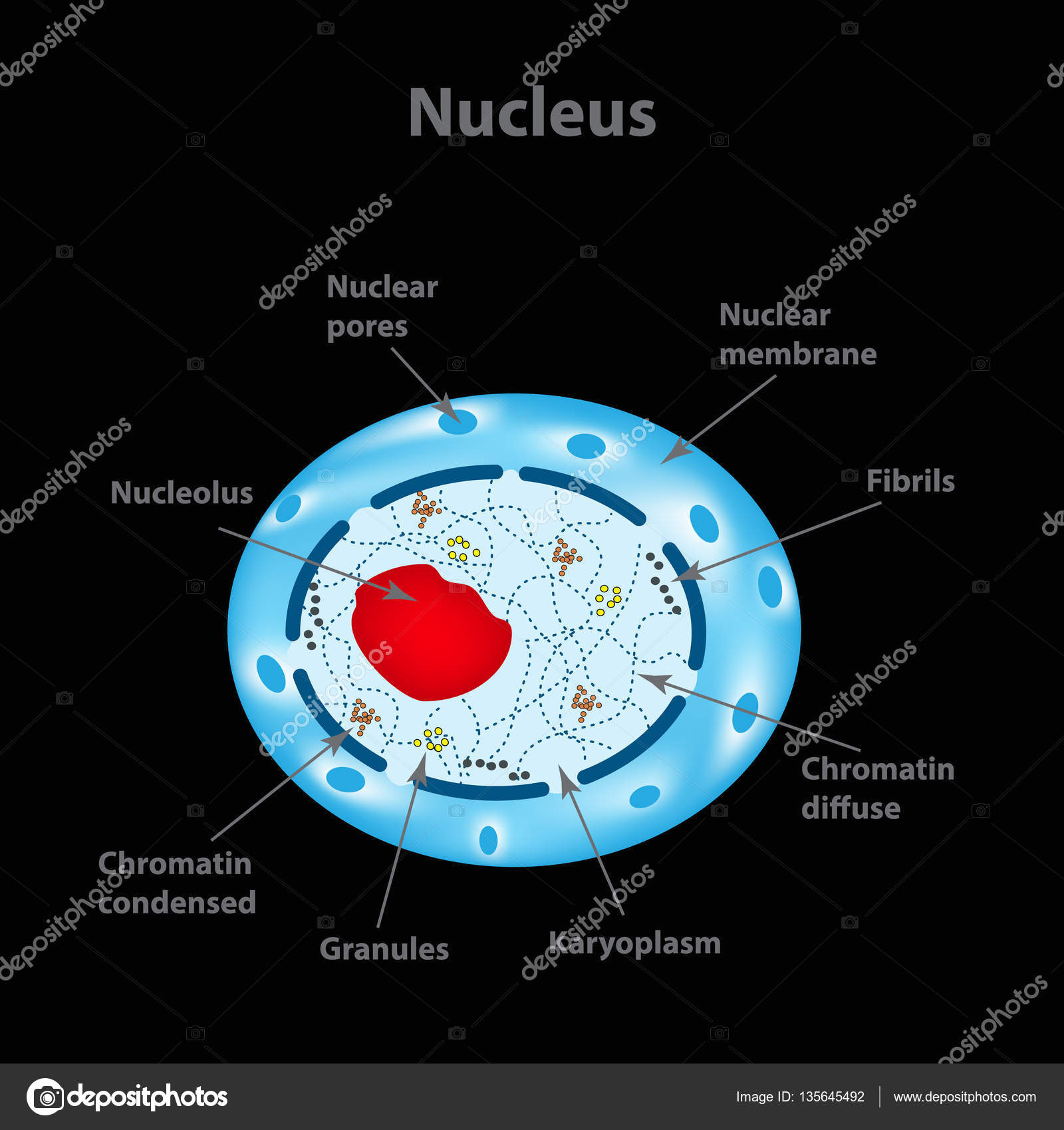 The structure of the human cell nucleus. Infographics. Vector
