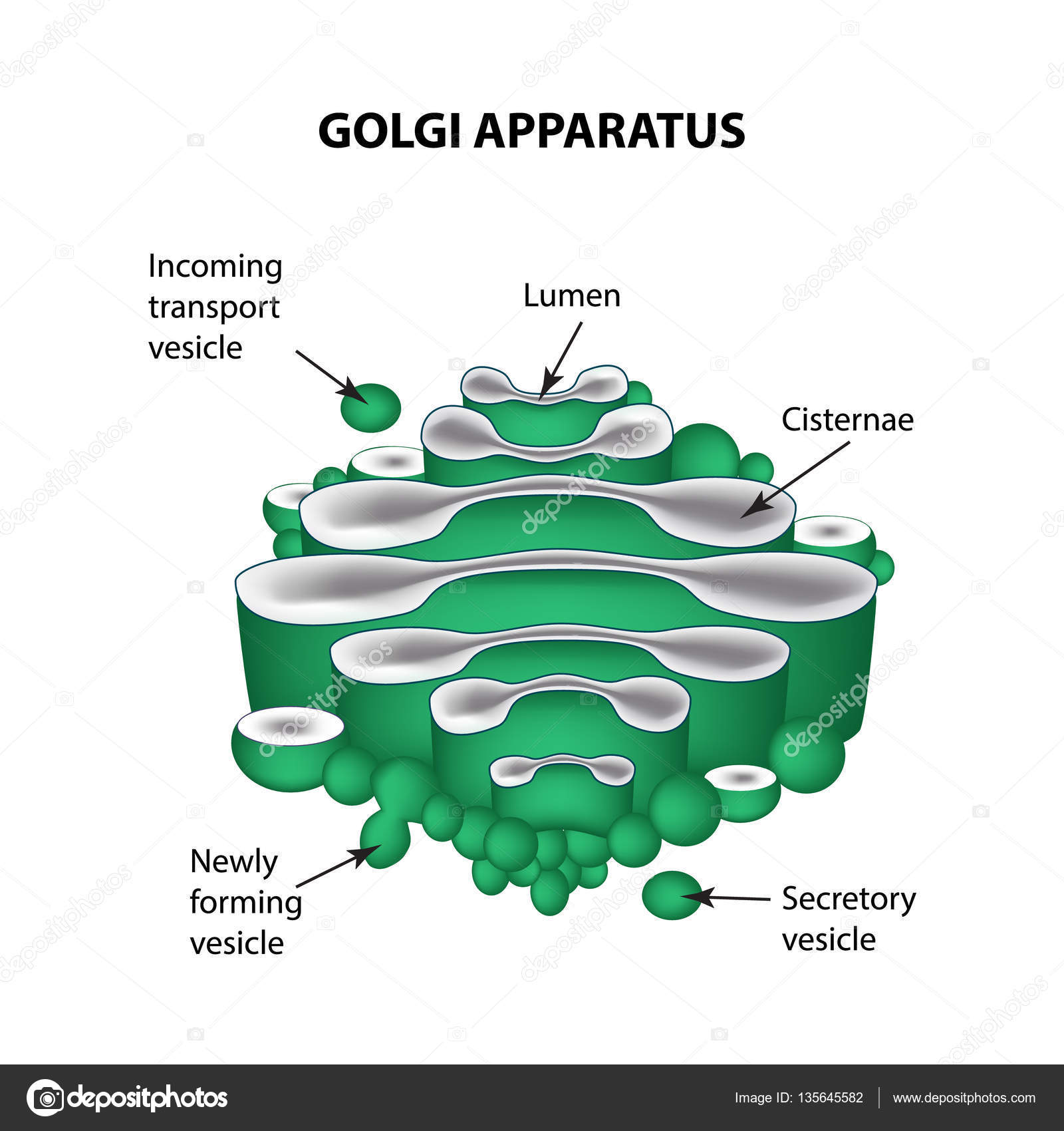 The structure of the Golgi apparatus. Infographics. Vector illustration ...