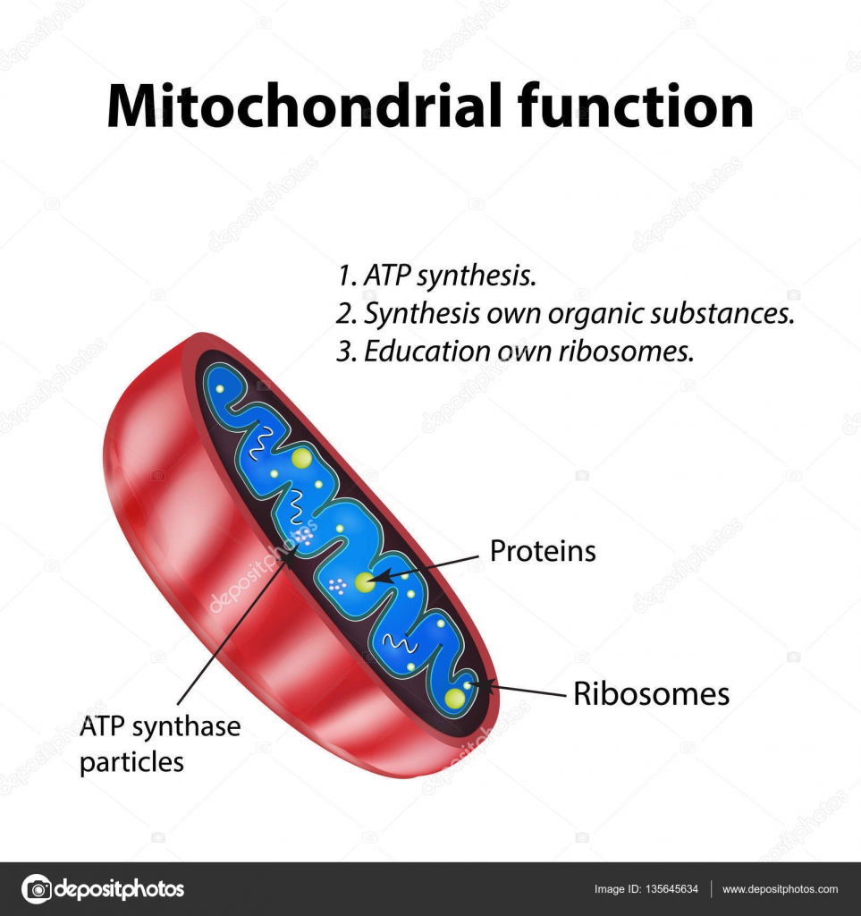 Vektorgrafiken Mitochondrien Vektorbilder Mitochondrien Depositphotos