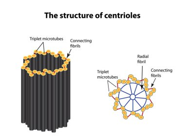 The structure of centrioles. Infographics. Vector illustration on isolated background clipart