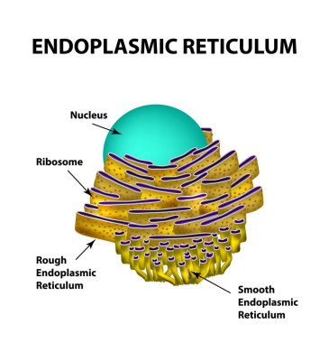 Endoplazmik retikulum yapısı. Infographics. Vektör illüstrasyon izole arka plan üzerinde