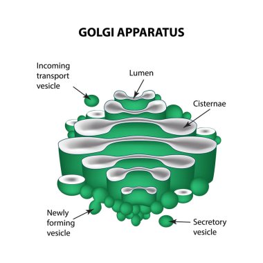 Golgi aygıtı yapısı. Infographics. Vektör illüstrasyon izole arka plan üzerinde