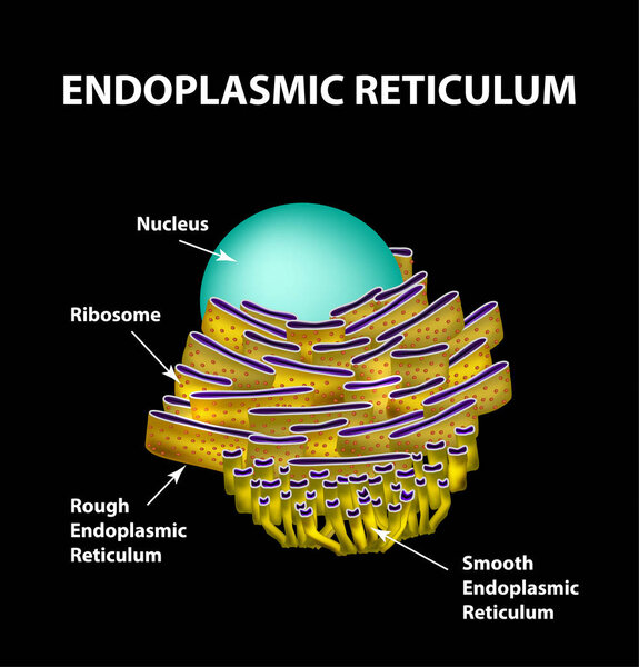 Endoplasmic reticulum structure Infographics. Vector illustration