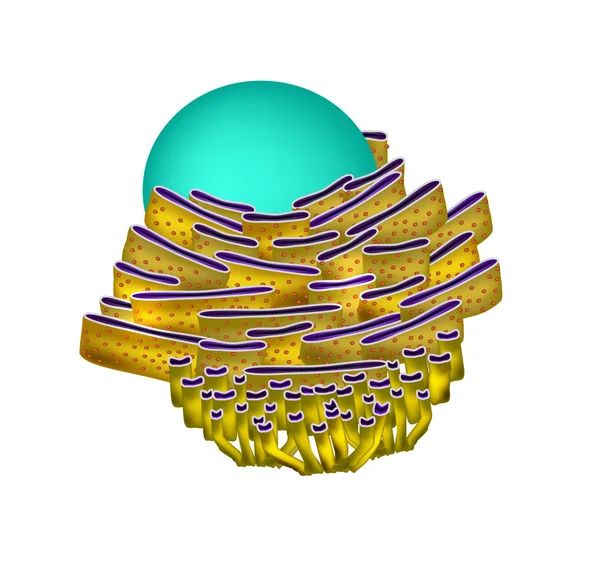 Struttura del reticolo endoplasmatico. Infografica. Illustrazione vettoriale su sfondo isolato — Vettoriale Stock