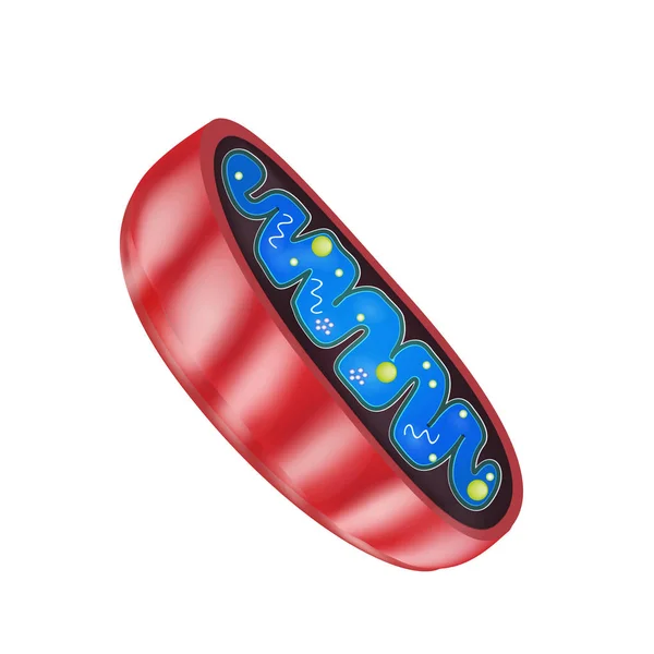 Structuur van de mitochondriën. Vectorillustratie op geïsoleerde achtergrond — Stockvector