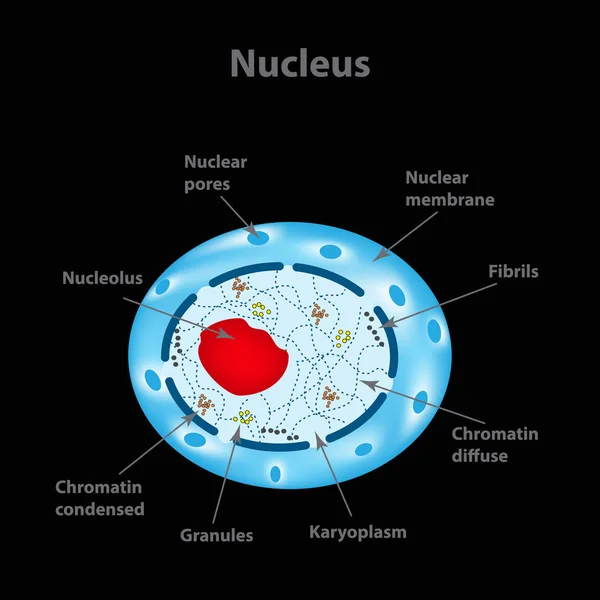 La struttura del nucleo cellulare umano. Infografica. Illustrazione vettoriale — Vettoriale Stock