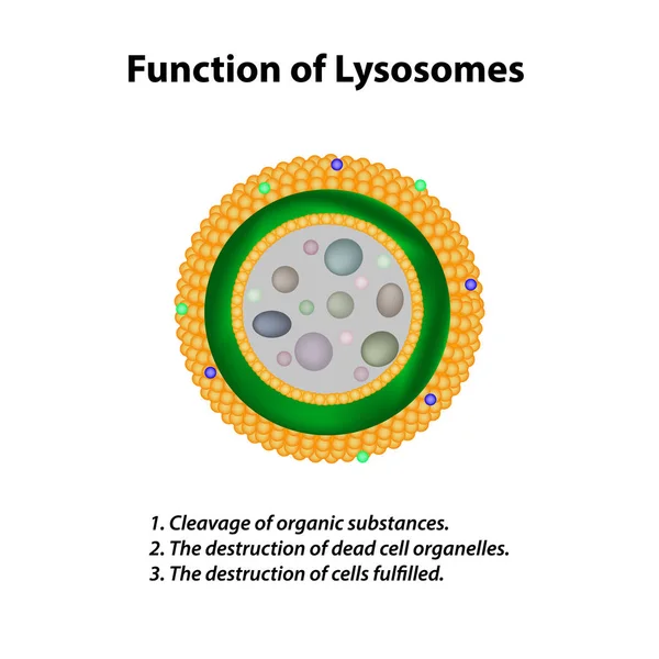 Structure and function of lysosomes. Infographics. Vector illustration on isolated background — Stock Vector