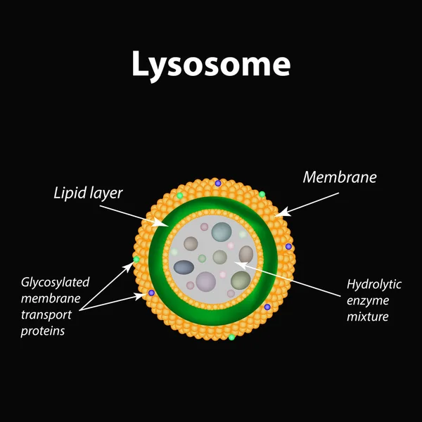 Struktura lysosomů. Infografika. Vektorové ilustrace — Stockový vektor