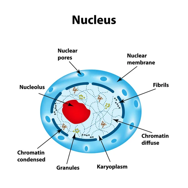 Struktura lidské buněčné jádro. Infografika. Vektorové ilustrace v izolovaných pozadí — Stockový vektor
