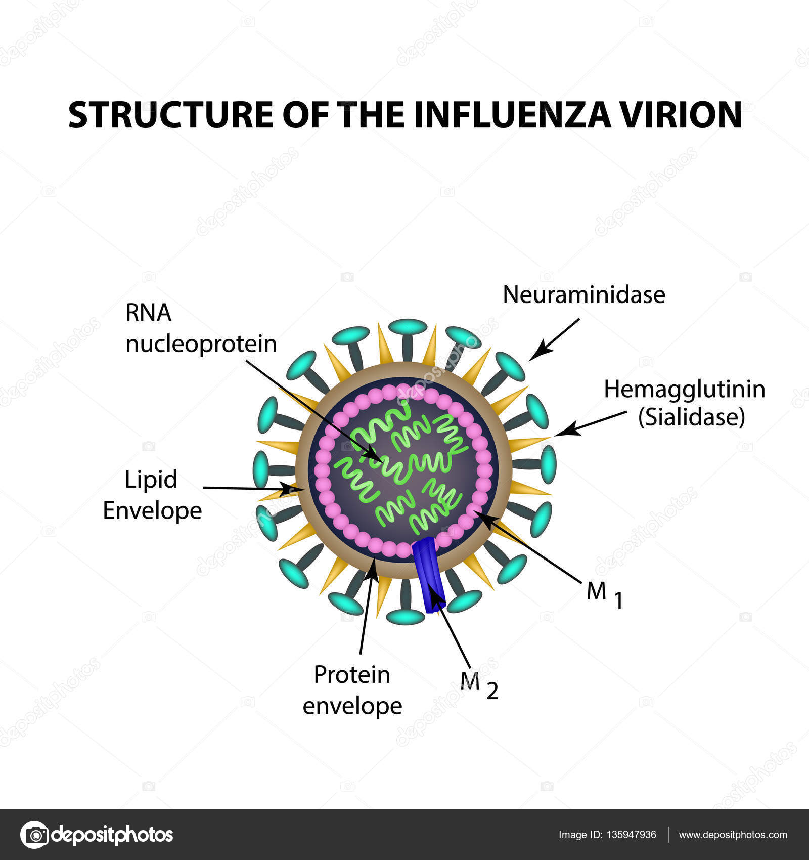 Influenza Virus Diagram With Labels Choice Image - How To 