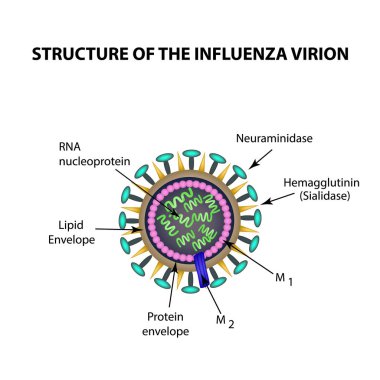 The structure of the influenza virus. Infographics. Vector illustration clipart