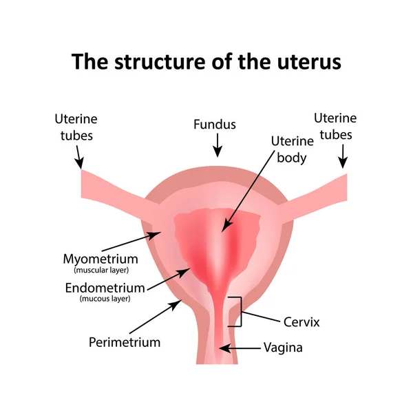 Struktura macicy. Endometrium, myometrium, jajowodów. Infografiki. Ilustracja wektorowa na na białym tle — Wektor stockowy