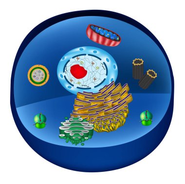 Structure of human cells. Organelles. The core nucleus, endoplasmic reticulum, Golgi apparatus, lysosomes, ribosomes, mitochondria, centriole. Vector illustration clipart