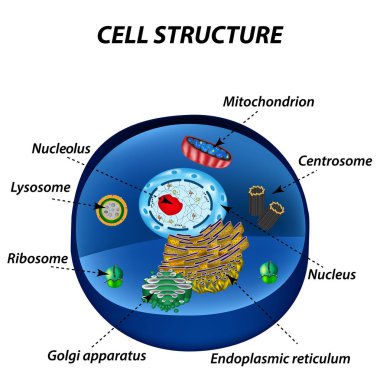 İnsan hücreleri yapısını. Organelleri. Çekirdek çekirdek, endoplazmik retikulum, Golgi aygıtı, organellerin, ribozom, mitokondri, centriole. Vektör çizim