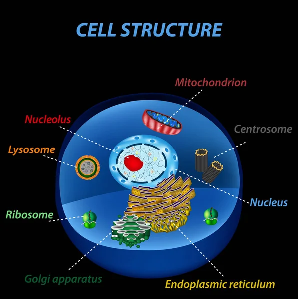ひと細胞の構造。細胞小器官。コアの核、小胞体、ゴルジ体、リソソーム、リボソーム、ミトコンドリア、中心小体。黒の背景のベクトル図 — ストックベクタ