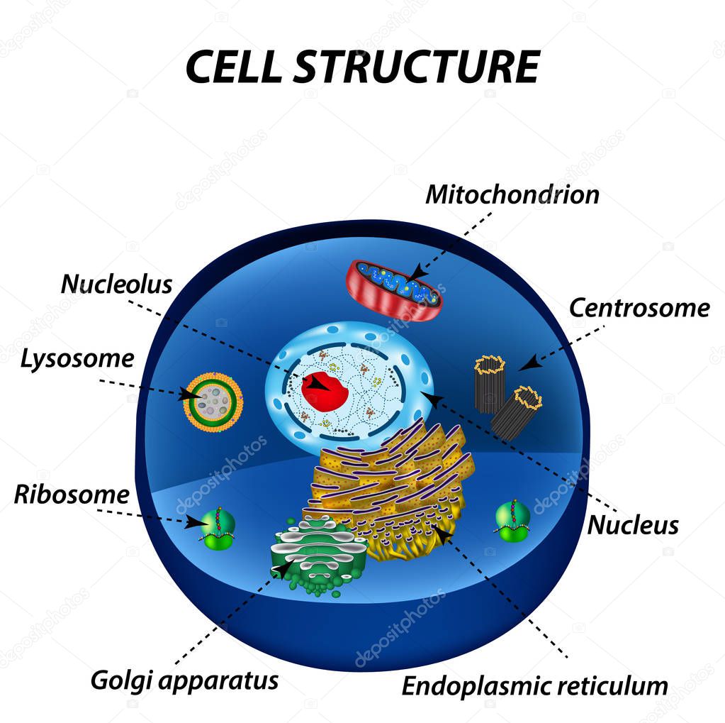 Structure of human cells. Organelles. The core nucleus, endoplasmic reticulum, Golgi apparatus, lysosomes, ribosomes, mitochondria, centriole. Vector illustration