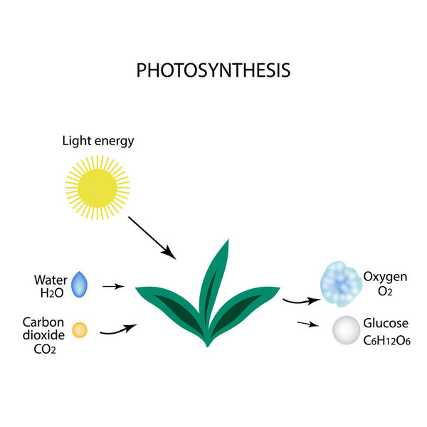 Photosynthesis. The plant is in the sun. Water, carbon ha, oxygen, glucose. Infographics. Vector illustration on isolated background