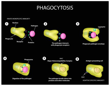Innate immunity. Adaptive specific . Phagocytosis. Infographics. vector clipart