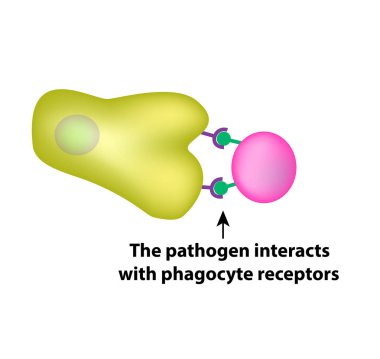 Innate immunity. Adaptive specific . Phagocytosis. Infographics. vector illustration clipart