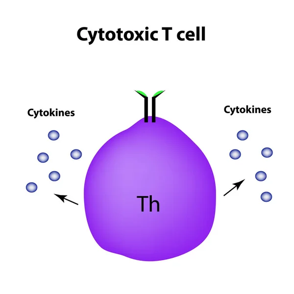 Cytotoxiska celler. Cytokiner. Cell immunitet. Infographics. Vektorillustration — Stock vektor