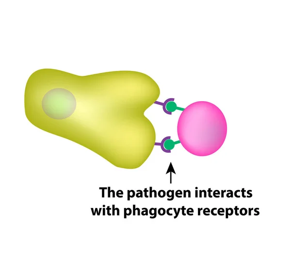Immunité innée. Adaptatif spécifique. Phagocytose. Infographie. illustration vectorielle — Image vectorielle