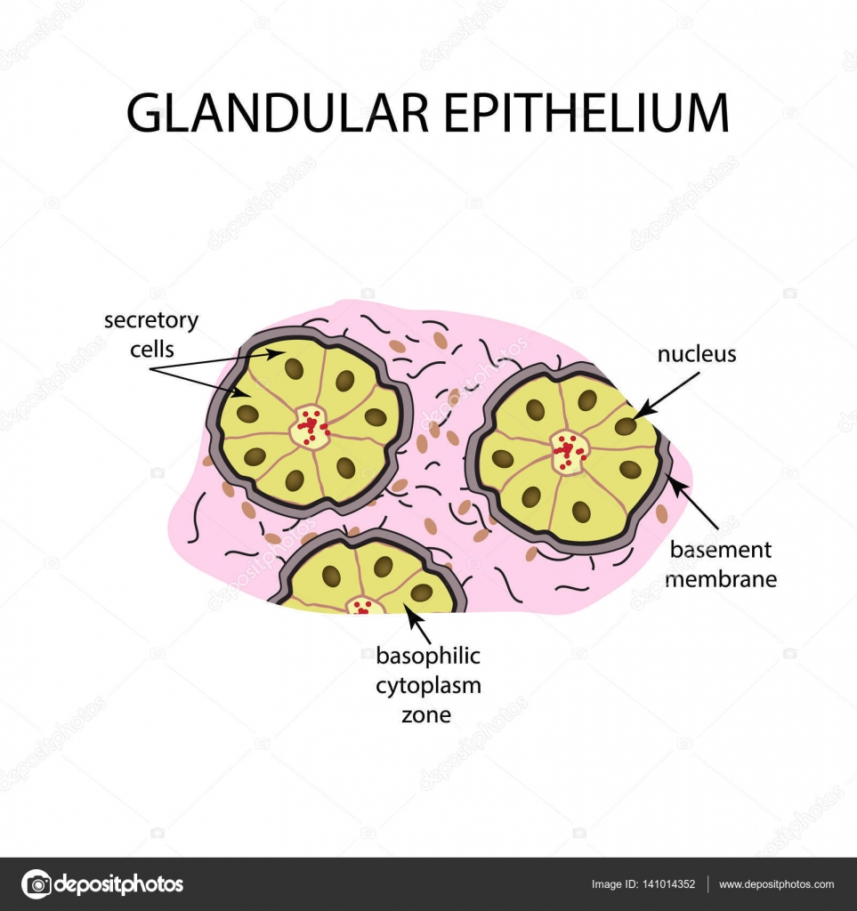 The structure of the glandular epithelium. Infographics. Vector