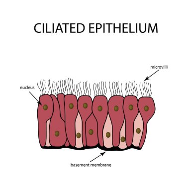 The structure of the ciliated epithelium. Infographics. Vector illustration on isolated background clipart