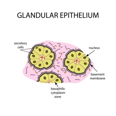 The structure of the glandular epithelium. Infographics. Vector illustration on isolated background clipart
