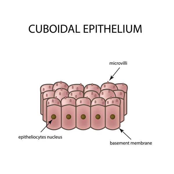 La estructura del epitelio cúbico. Infografías. Ilustración vectorial sobre fondo aislado — Vector de stock