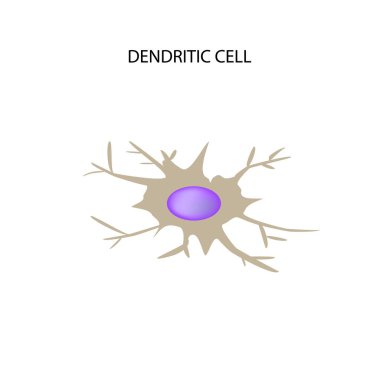 Dendritik hücre bağışıklık. Infographics. Vektör illüstrasyon izole arka plan üzerinde