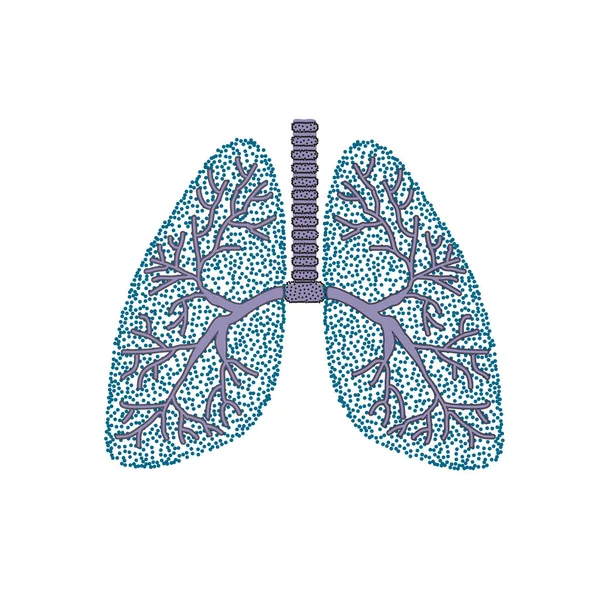 Lungorna. Strukturen i den mänskliga lungan. Vektorillustration på isolerade bakgrund — Stock vektor