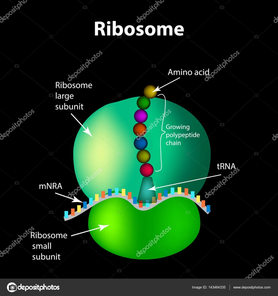 La Estructura Del Ribosoma Infograf as Ilustraci n Vectorial Stock La Estructura Del Ribosoma Infograf as Ilustraci n Vectorial Stock