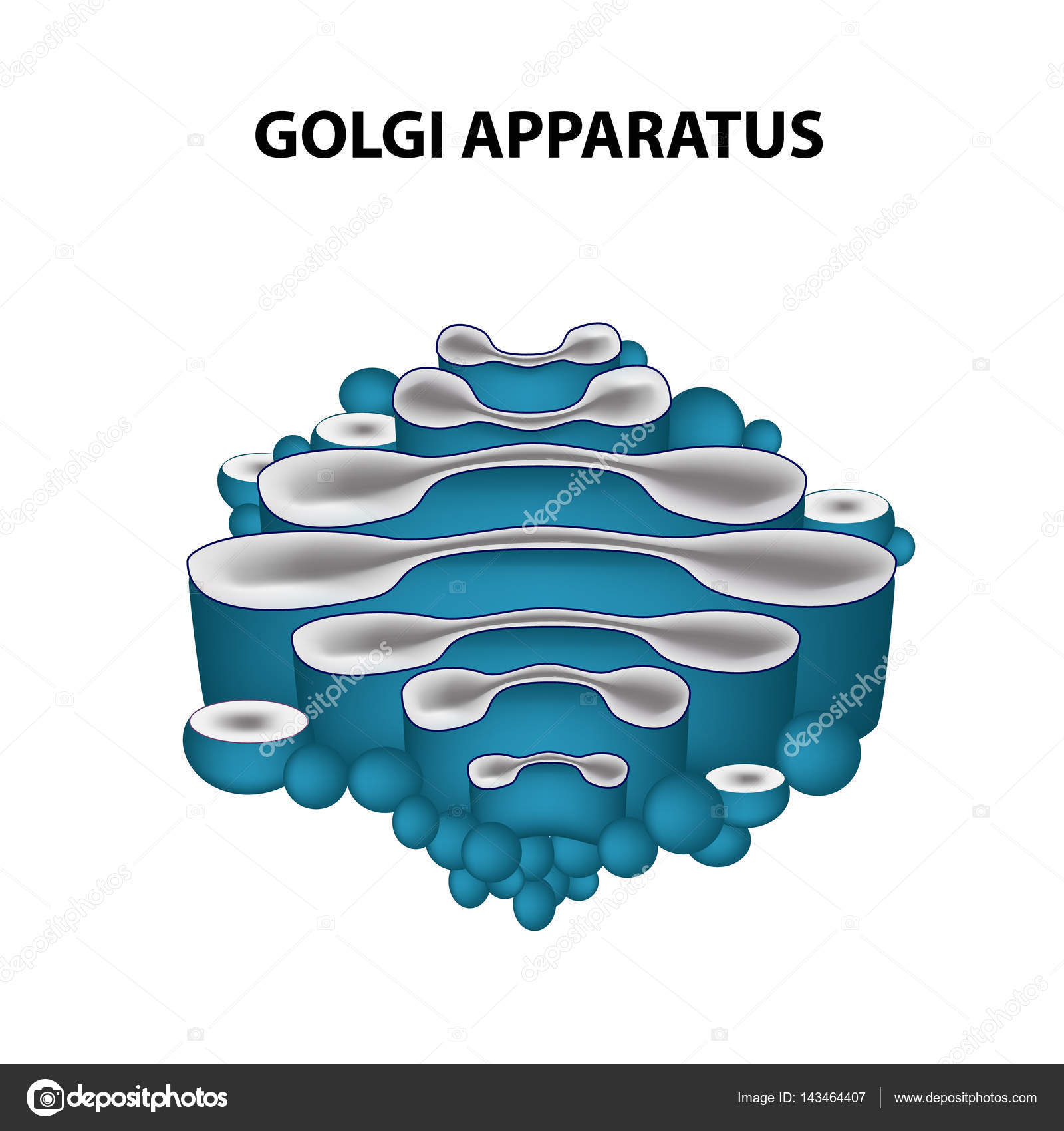 Illustration einer markierten eukaryontischen Zelle, die:  Stock-Vektorgrafik (Lizenzfrei) 2677431799 | Shutterstock, image size:963x1024