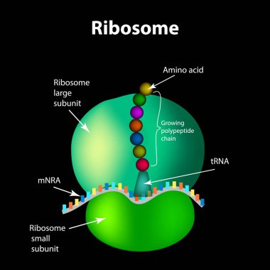 The structure of the ribosome. Infographics. Vector illustration clipart
