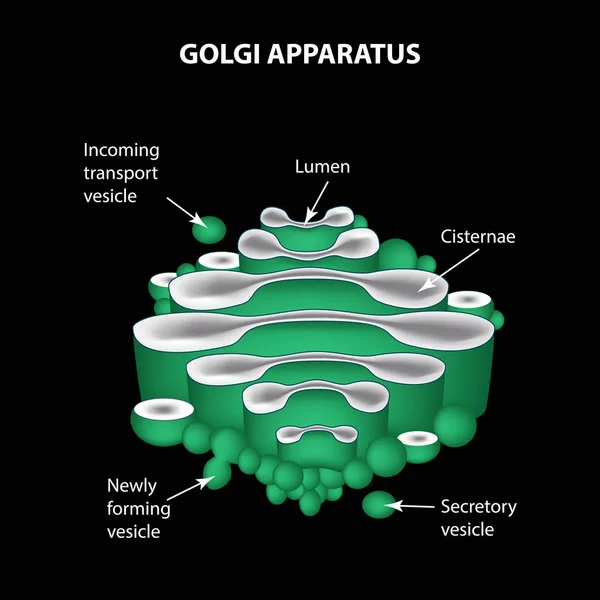 Golgi 기구의 구조입니다. 인포 그래픽입니다. 벡터 일러스트 레이 션 — 스톡 벡터