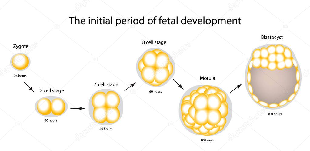 The initial period of fetal development. The structure of the zygote, blastocyst. Infographics. Vector illustration on isolated background