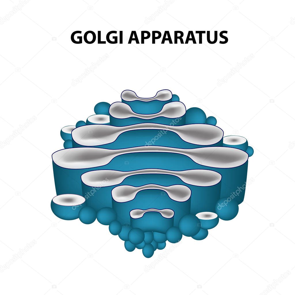 The structure of the Golgi apparatus. Infographics. Vector illustration on isolated background