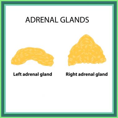 The left and right adrenal gland. Infographics. Vector illustration on isolated background clipart